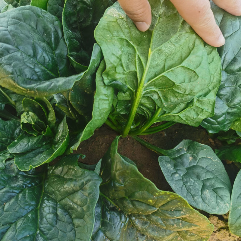 帝王菠菜种子耐寒耐热抗病大圆叶耐抽苔大田基地品种