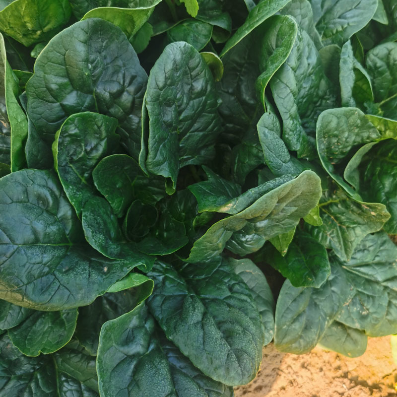 帝王菠菜种子耐寒耐热抗病大圆叶耐抽苔大田基地品种