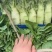 【推荐】三青皮莴笋大量上市质量好价格优全国发货