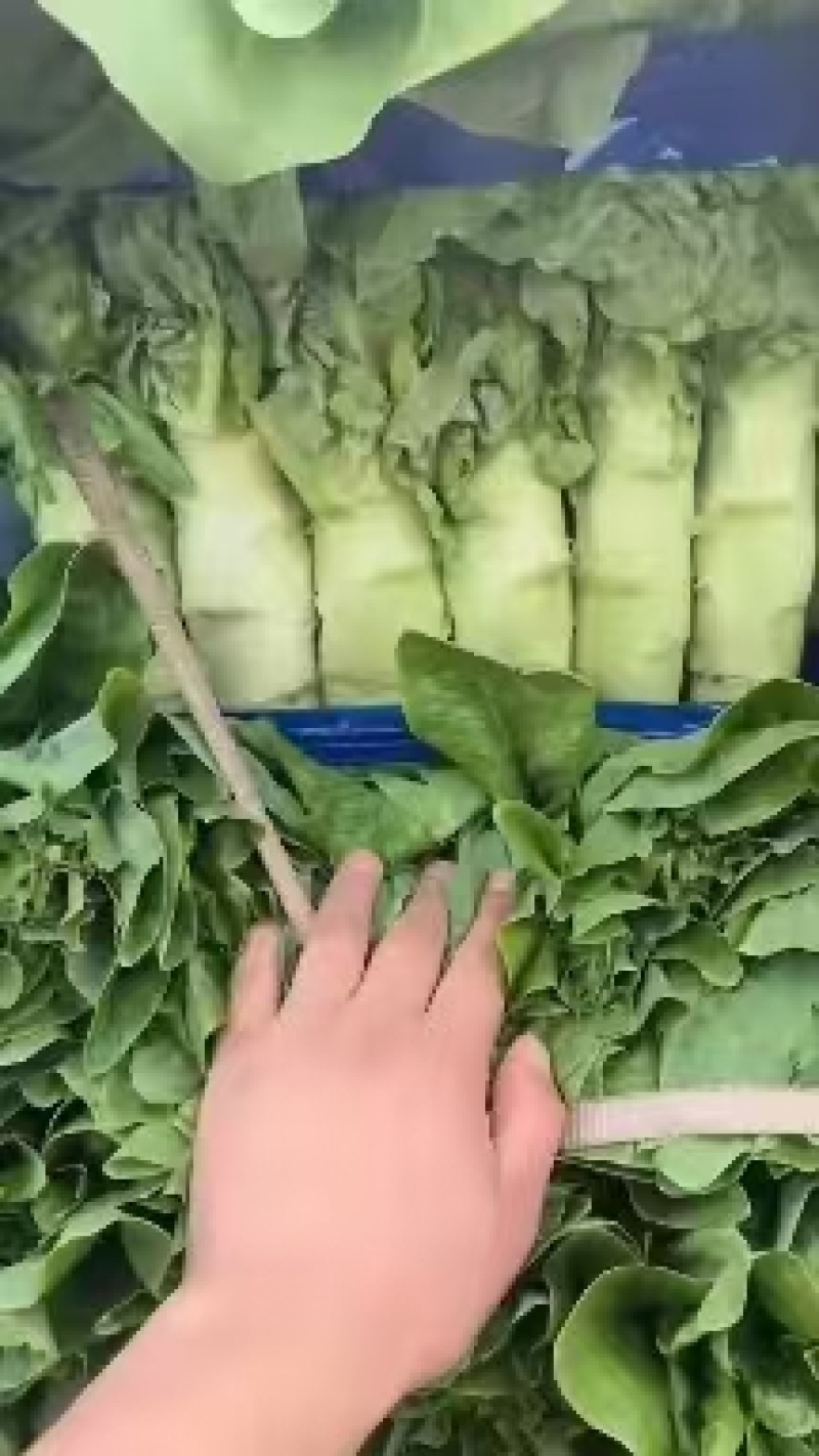【推荐】三青皮莴笋大量上市质量好价格优全国发货