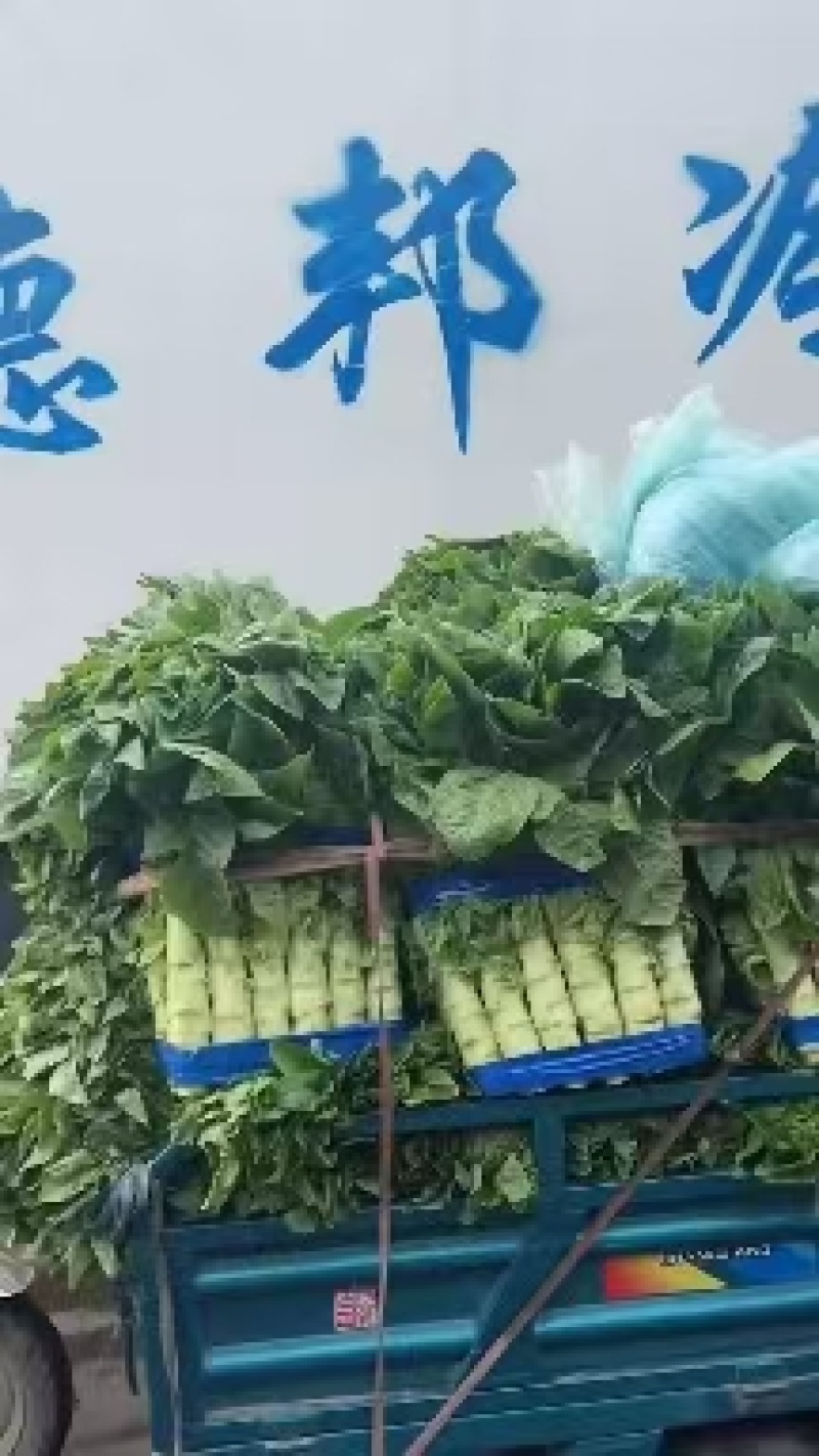 【推荐】三青皮莴笋大量上市质量好价格优全国发货