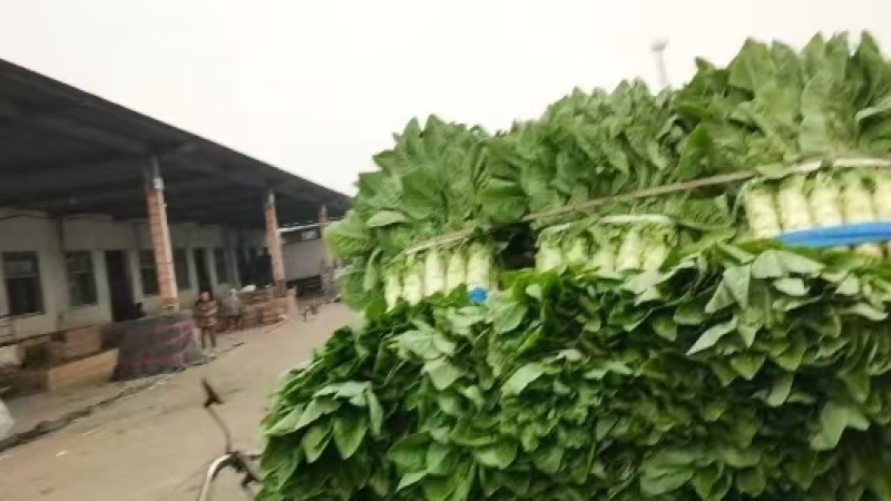【推荐】三青皮莴笋大量上市质量好价格优全国发货
