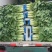 【推荐】三青皮莴笋大量上市质量好价格优全国发货