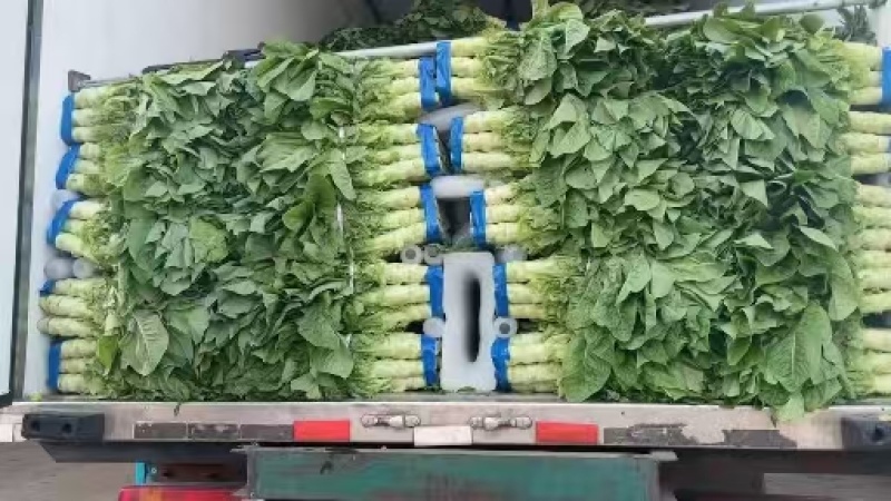 【推荐】三青皮莴笋大量上市质量好价格优全国发货