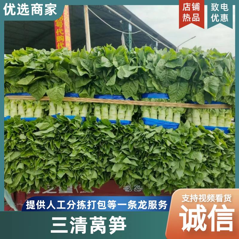 【推荐】三青皮莴笋大量上市质量好价格优全国发货