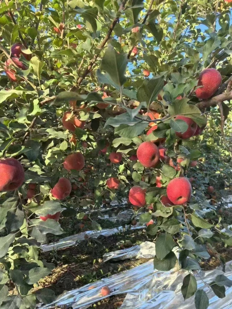 阿克苏苹果，全国发货，对接批发商，欢迎合作，量大可议价