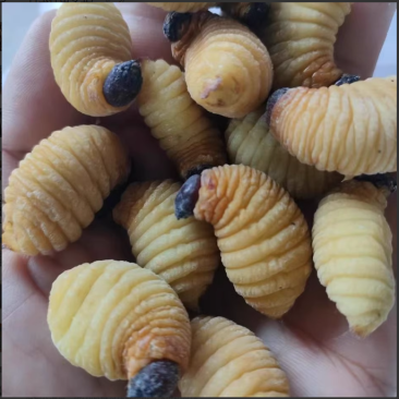 竹虫