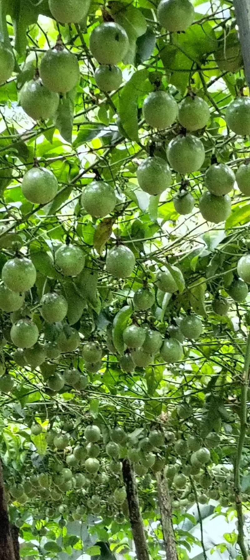 云南百香果钦蜜9号基地直供质量保证一手货源对接商超