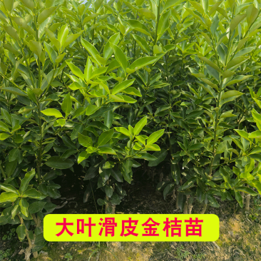 正宗大叶滑皮金桔苗基地直发四代金桔量大价优