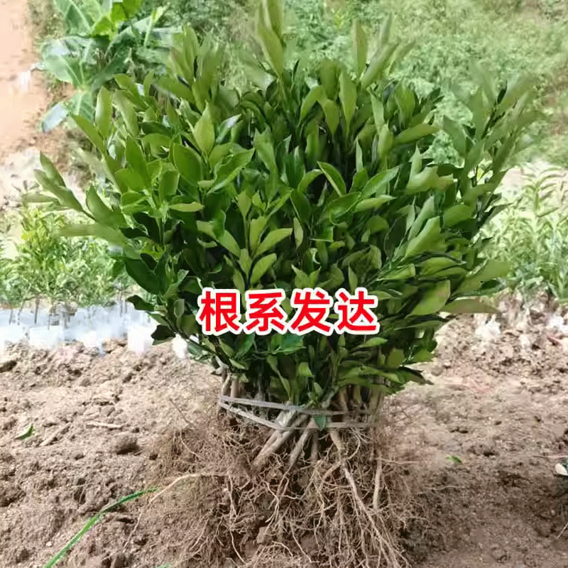 正宗大叶滑皮金桔苗基地直发四代金桔量大价优