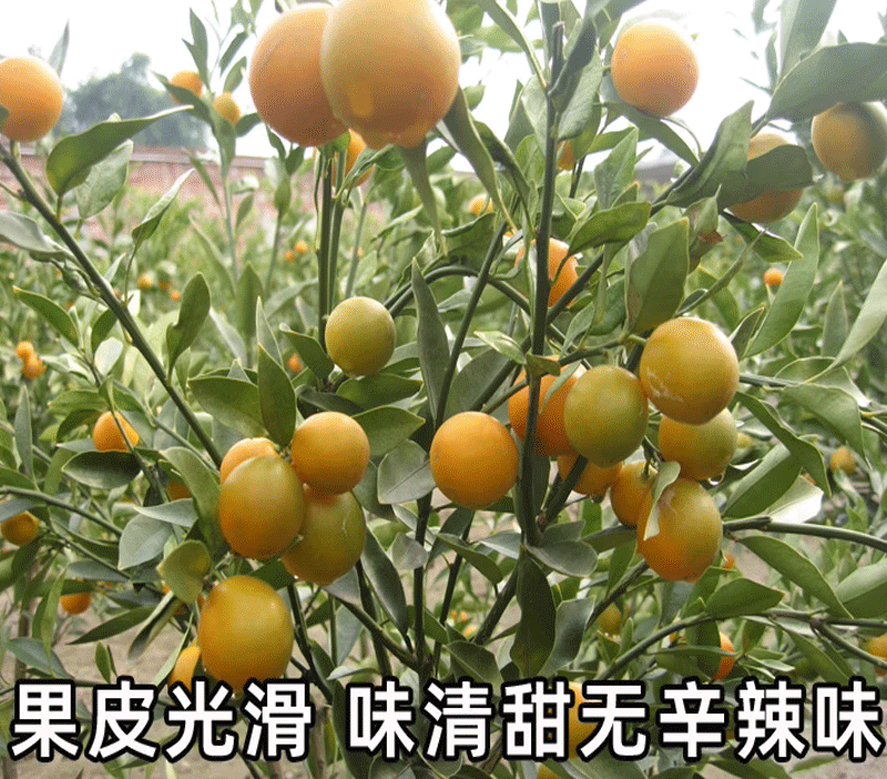 正宗大叶滑皮金桔苗基地直发四代金桔量大价优