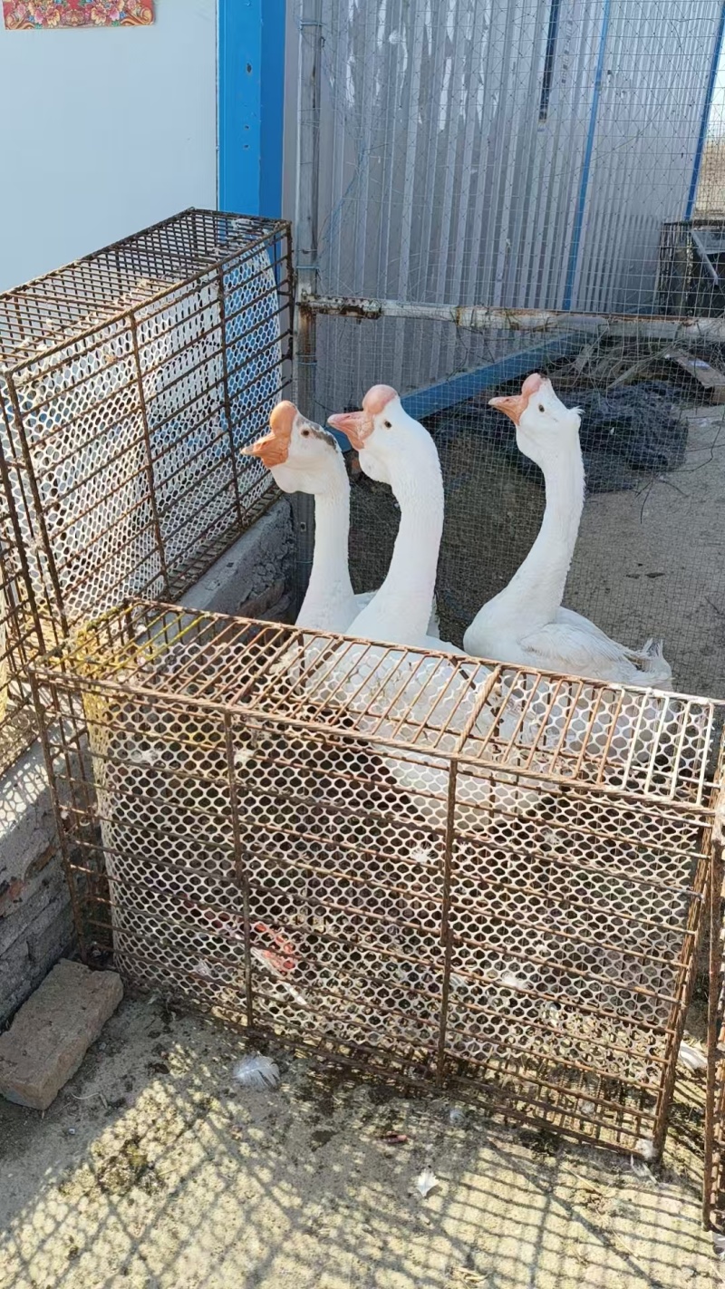 大白鹅散养鹅肉质紧实细腻口感好可活物发货也可白条发货按需协商