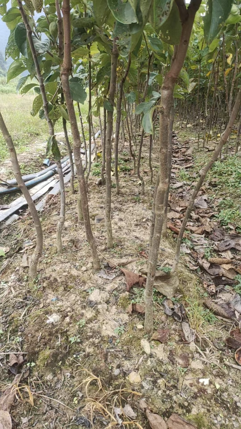 月柿（恭城柿）苗裸根数量二万棵隔年苗