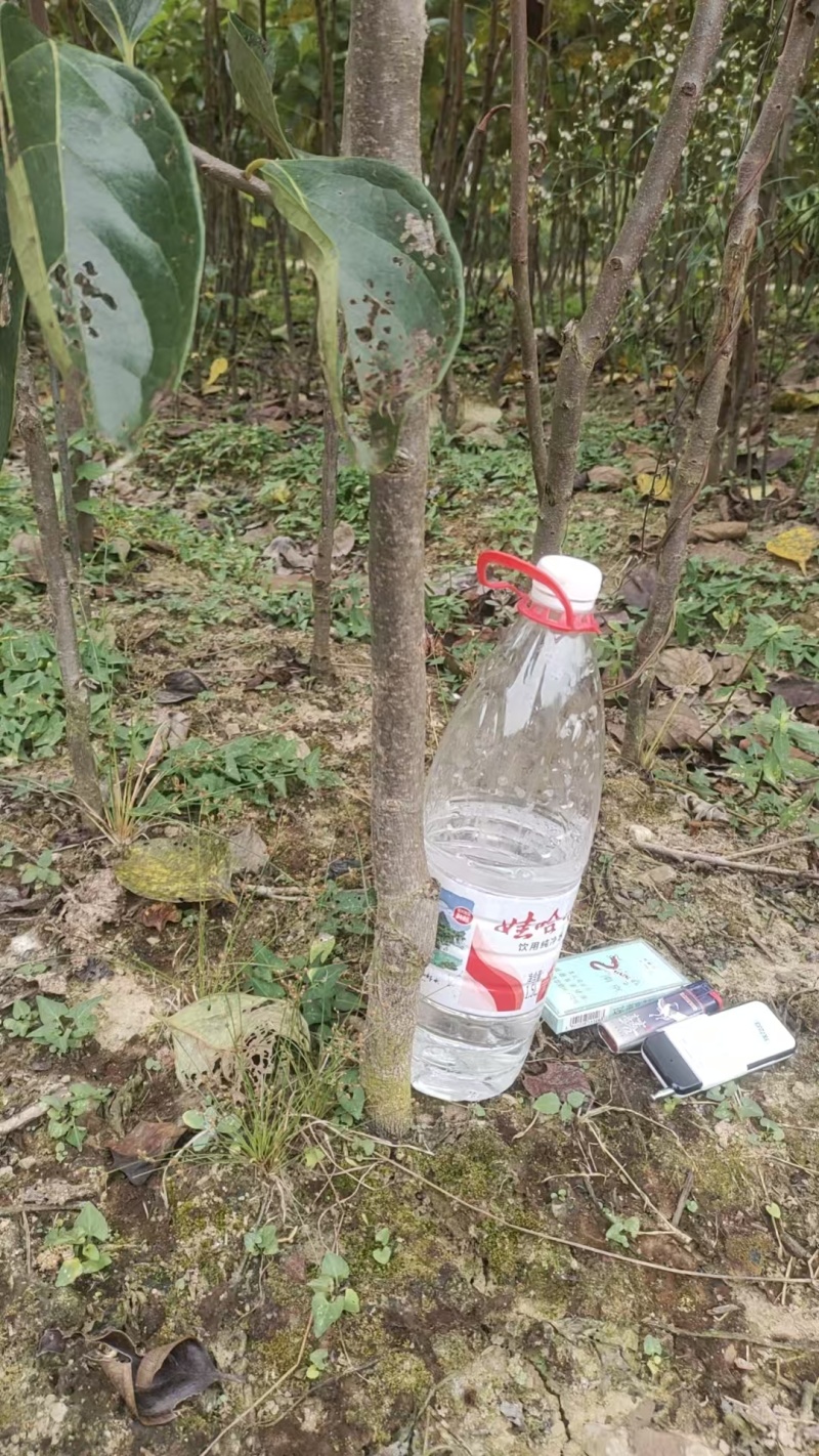 月柿（恭城柿）苗裸根数量二万棵隔年苗