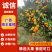 桂林本地早(新余蜜桔)口感好。皮毛细。颜色好产地大量有货