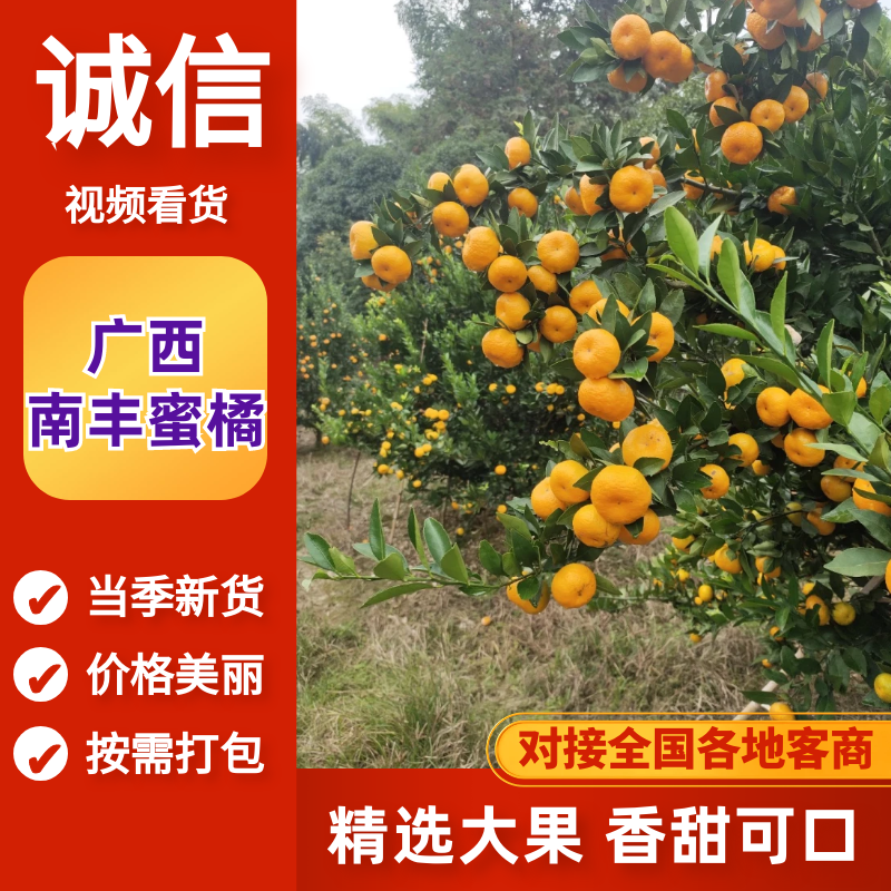 桂林本地早（新余蜜桔）口感好。皮毛细。颜色好产地大量有货