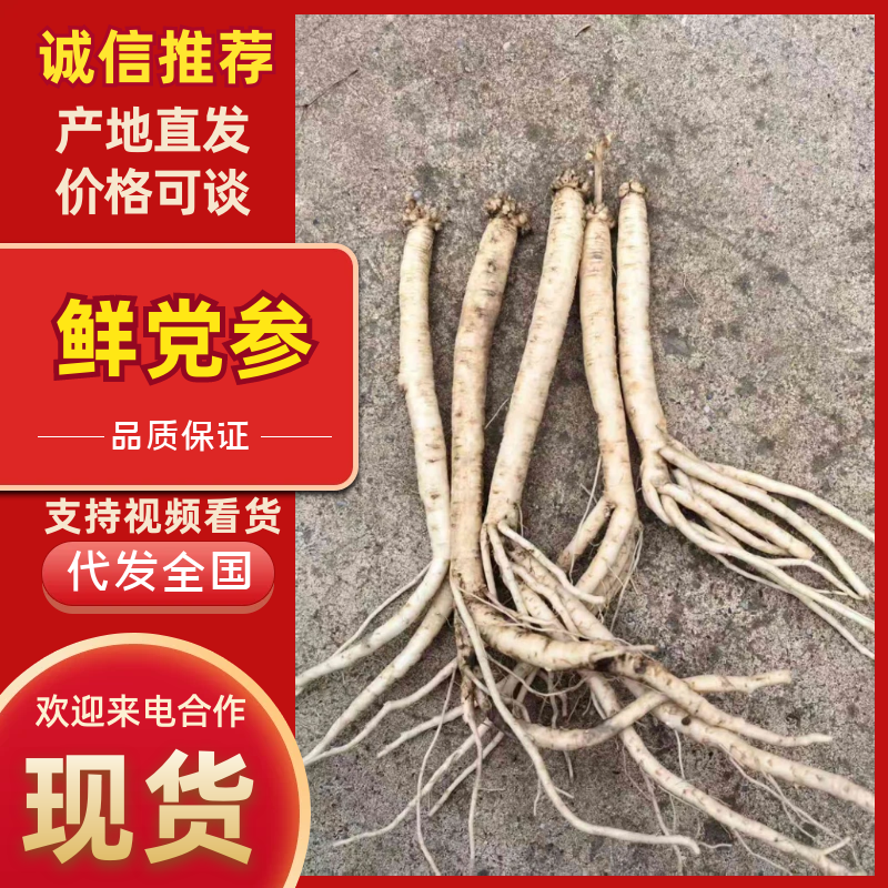 鲜党参一手货源产地现货，可视频看货自产自销量大从优