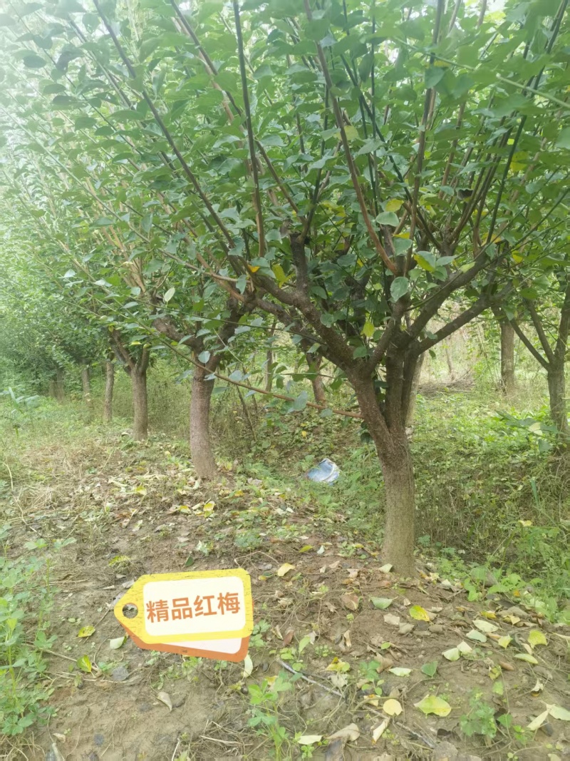 宿迁沐阳县精品红梅，新鲜现货，直径8—14公分