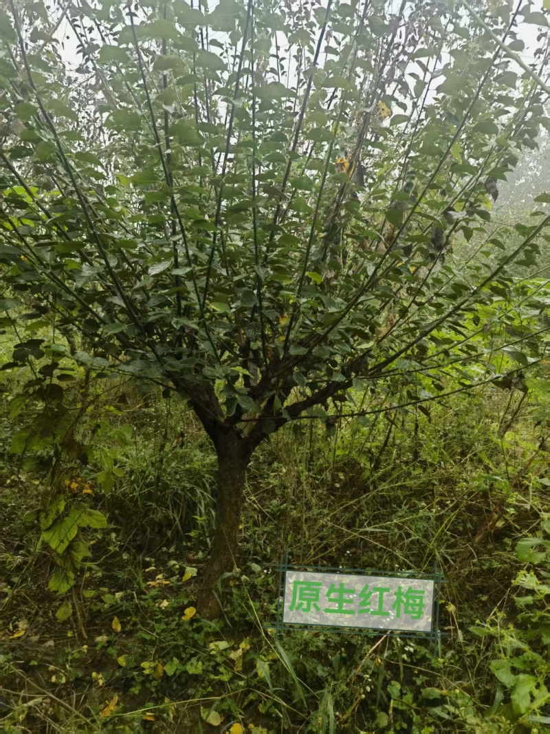 宿迁沐阳县精品红梅，新鲜现货，直径8—14公分