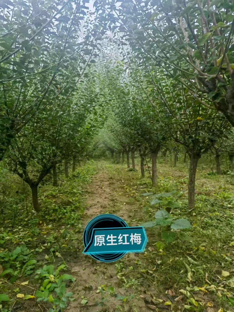 宿迁沐阳县精品红梅，新鲜现货，直径8—14公分
