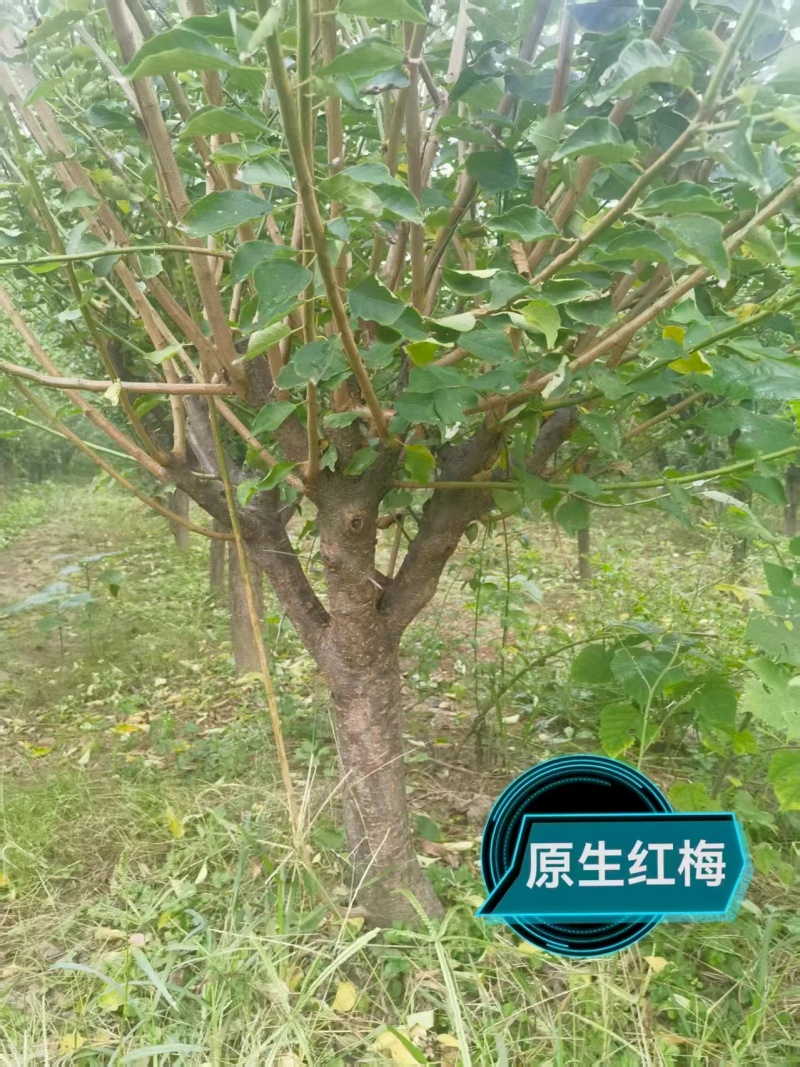 宿迁沐阳县精品红梅，新鲜现货，直径8—14公分