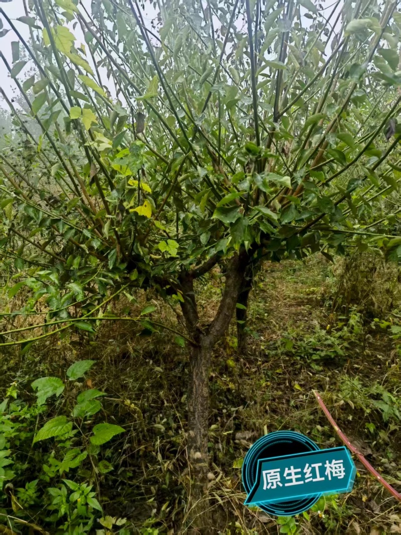宿迁沐阳县精品红梅，新鲜现货，直径8—14公分