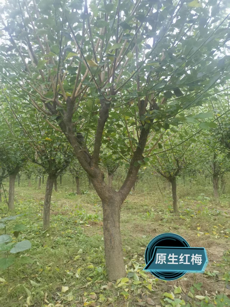 宿迁沐阳县精品红梅，新鲜现货，直径8—14公分