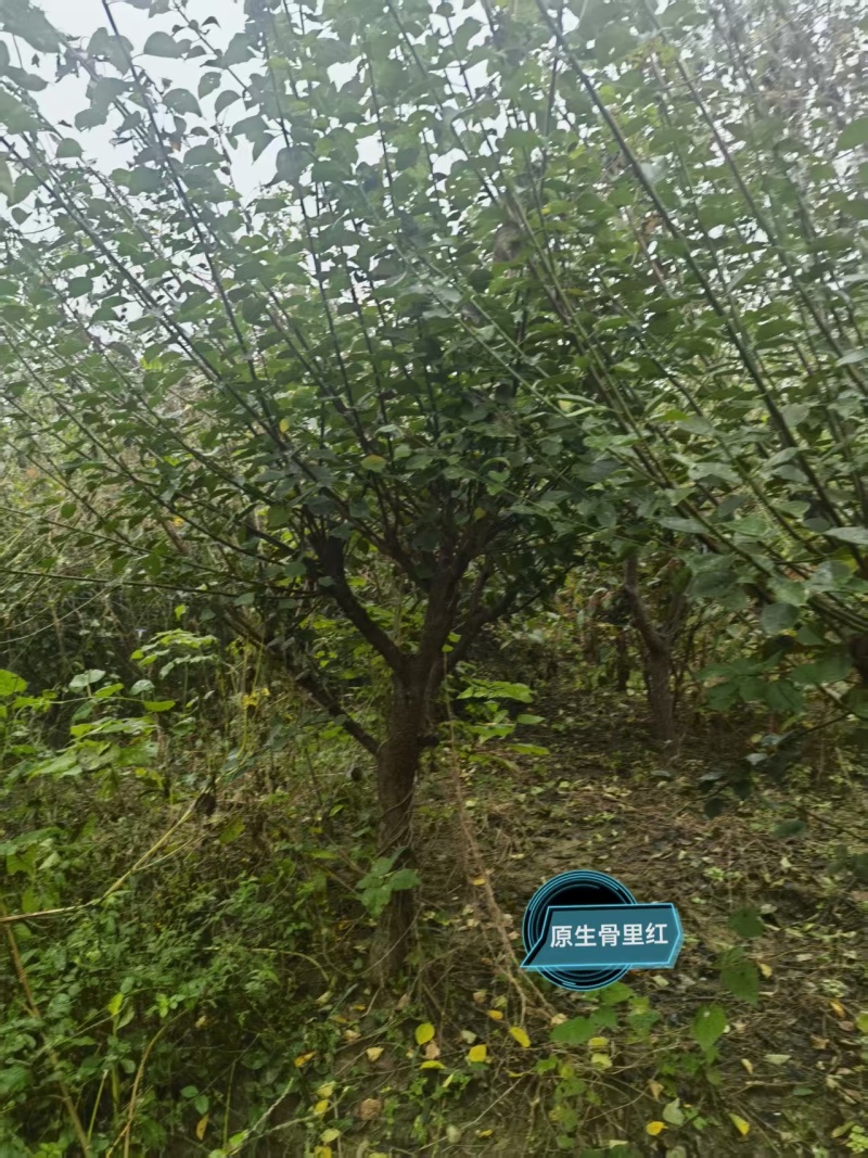 宿迁沐阳县精品红梅，新鲜现货，直径8—14公分