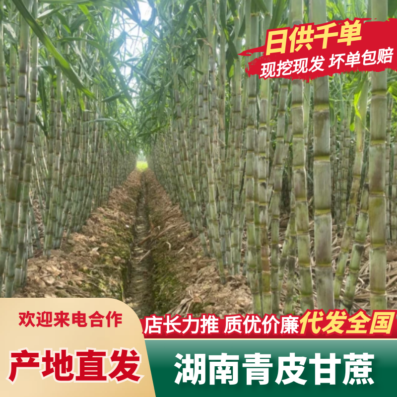 青皮水果甘蔗/，产地直供一手货源、口感脆甜爽口