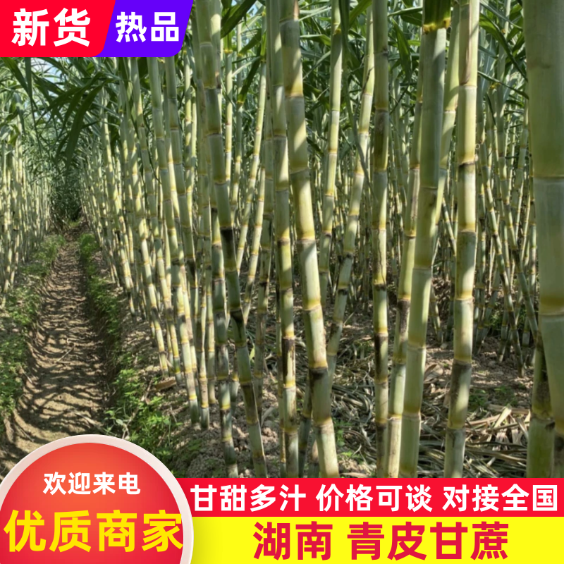 青皮水果甘蔗、一手货源、口感脆甜、国庆上市
