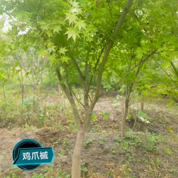 精品鸡爪槭，大量现货速发，欢迎各位老板前来选购