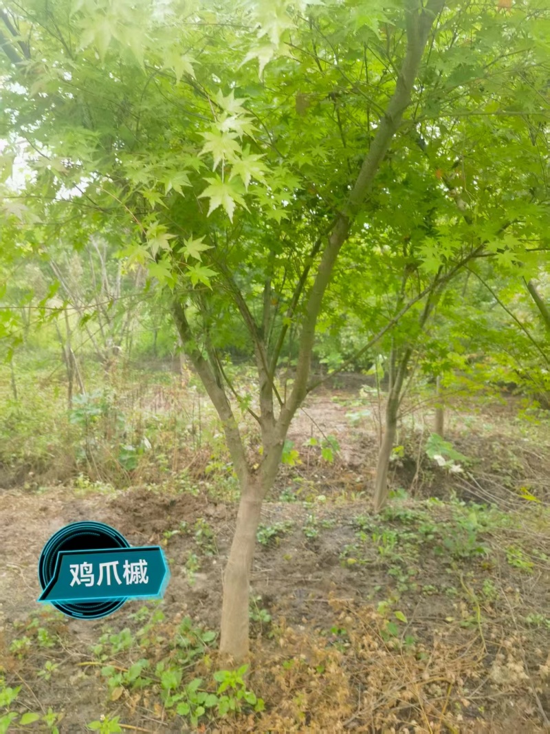 精品鸡爪槭，大量现货速发，欢迎各位老板前来选购