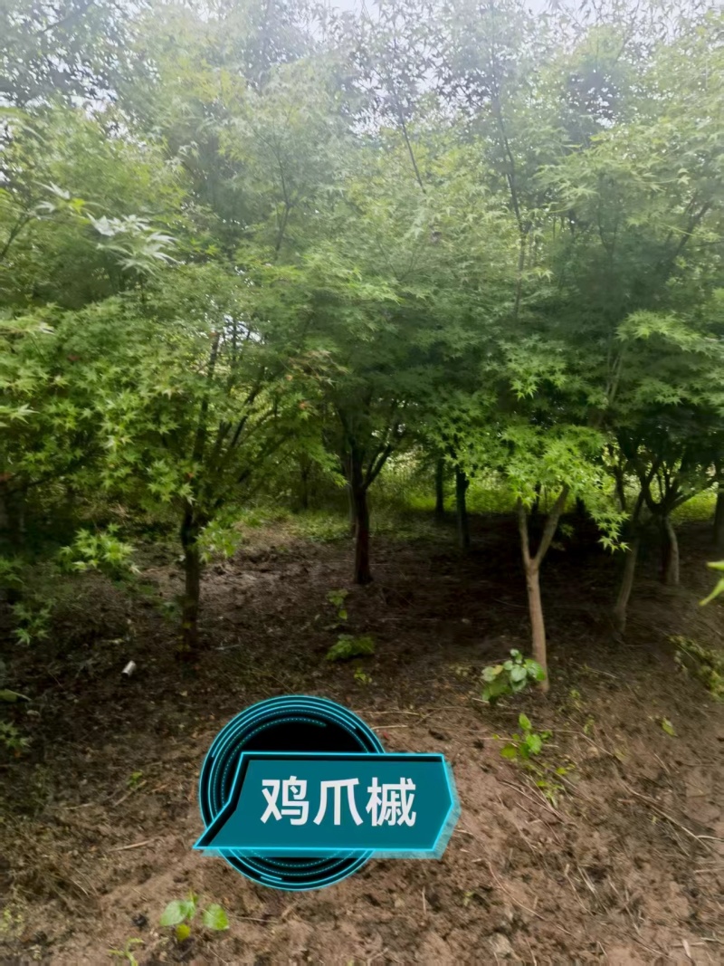精品鸡爪槭，大量现货速发，欢迎各位老板前来选购