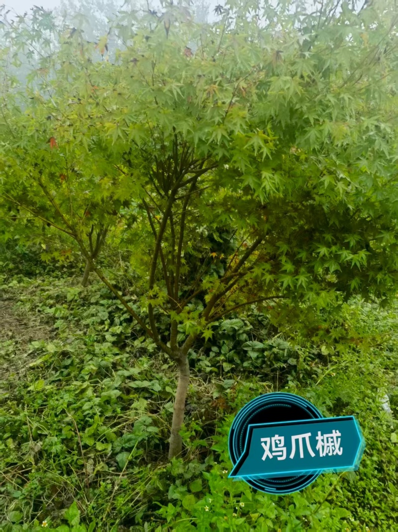 精品鸡爪槭，大量现货速发，欢迎各位老板前来选购