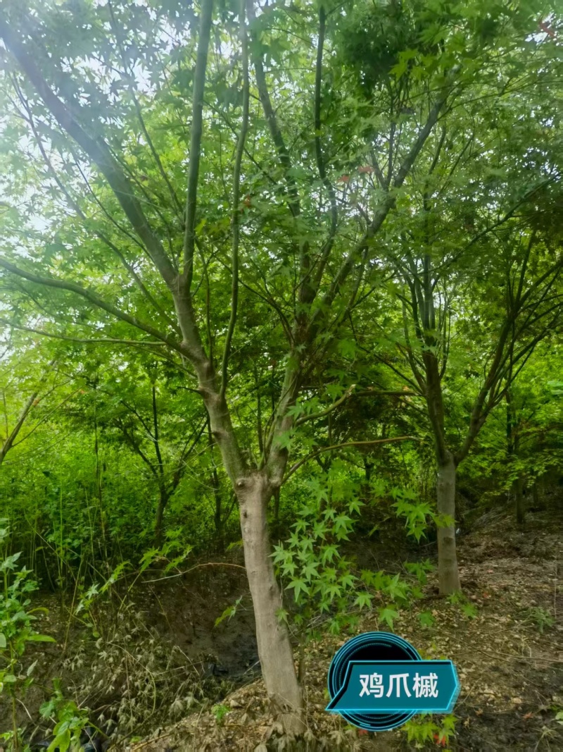 精品鸡爪槭，大量现货速发，欢迎各位老板前来选购