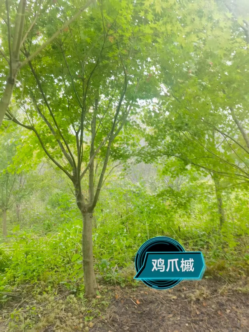 精品鸡爪槭，大量现货速发，欢迎各位老板前来选购