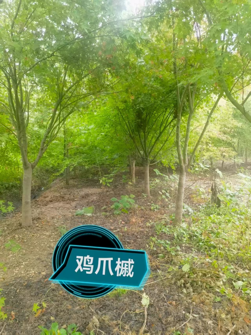 精品鸡爪槭，大量现货速发，欢迎各位老板前来选购