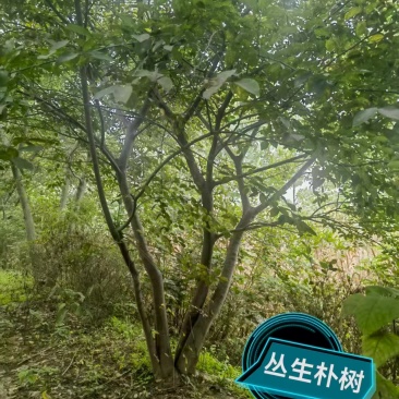 宿迁沐阳县丛生朴树，大量现货现挖，欢迎老板选购