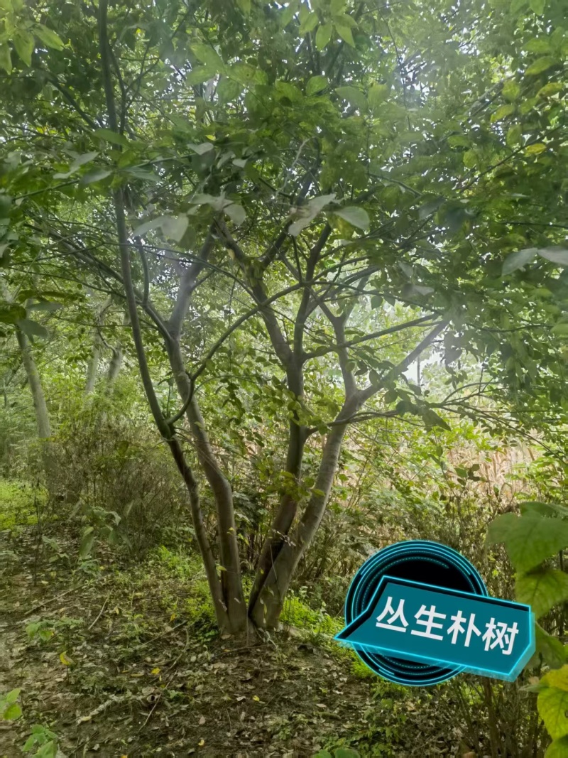 宿迁沐阳县丛生朴树，大量现货现挖，欢迎老板选购