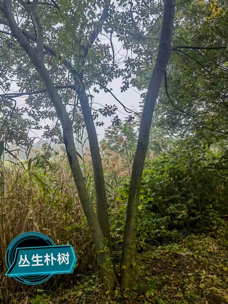 宿迁沐阳县丛生朴树，大量现货现挖，欢迎老板选购