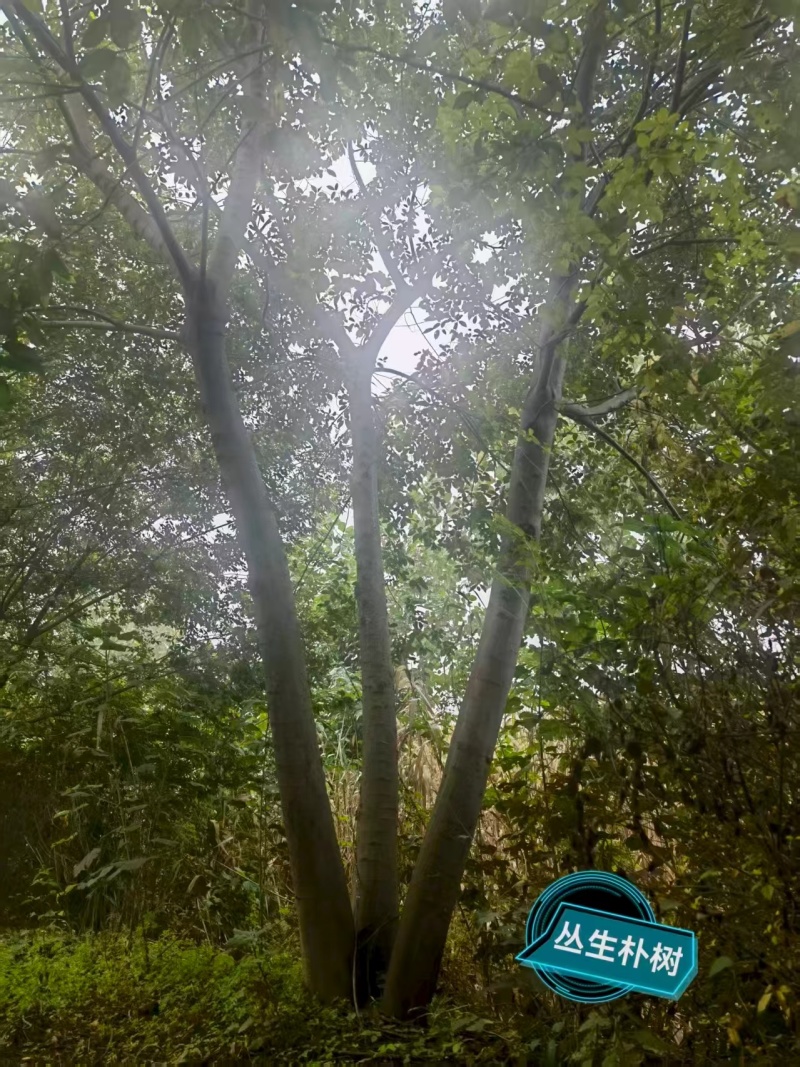 宿迁沐阳县丛生朴树，大量现货现挖，欢迎老板选购