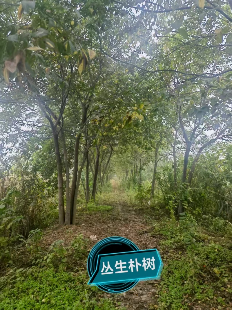 宿迁沐阳县丛生朴树，大量现货现挖，欢迎老板选购
