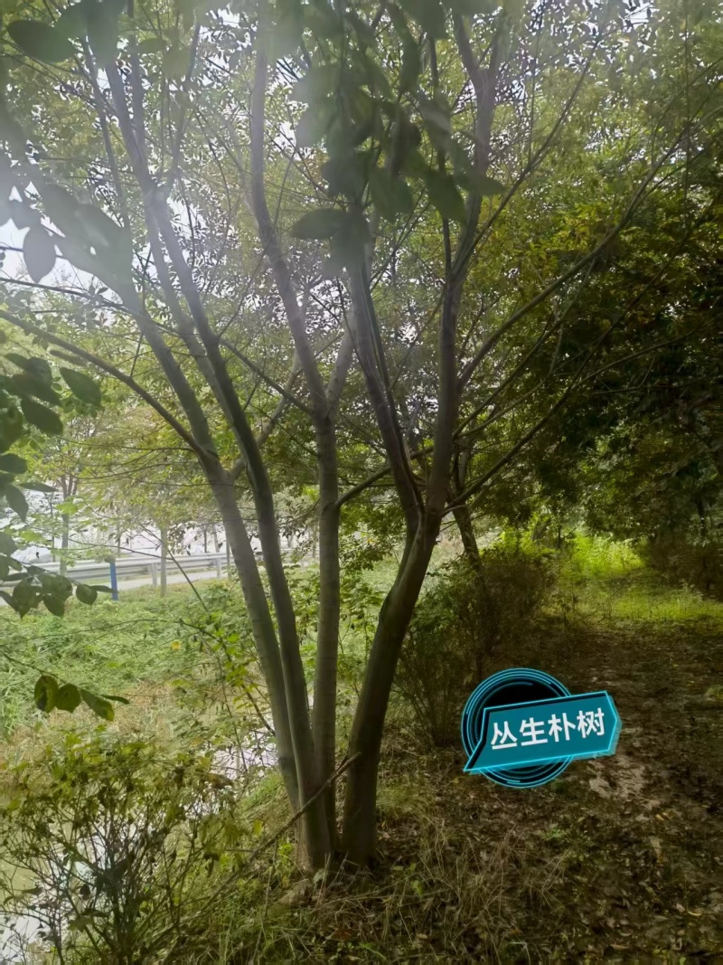 宿迁沐阳县丛生朴树，大量现货现挖，欢迎老板选购