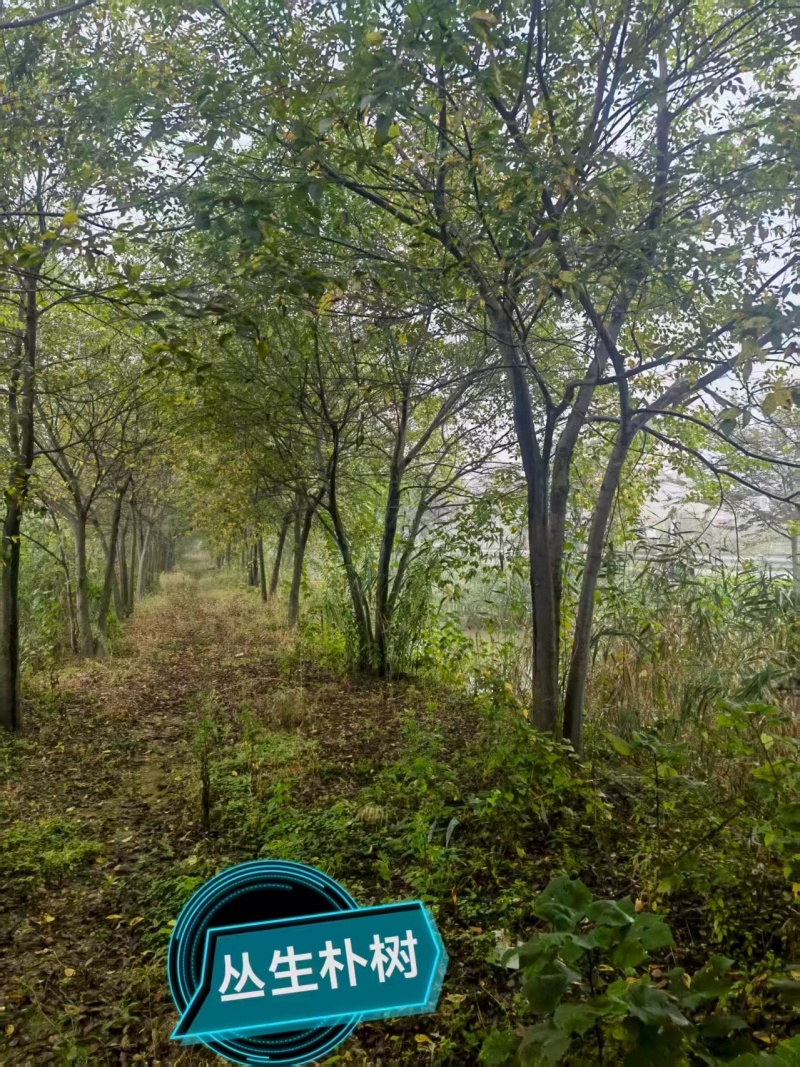 宿迁沐阳县丛生朴树，大量现货现挖，欢迎老板选购