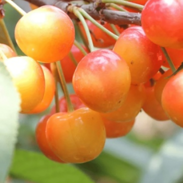山西临汾精品黄蜜樱桃货源充足量大从质量保证欢迎咨询
