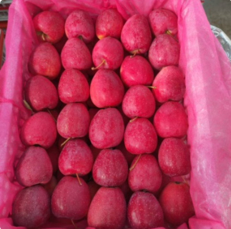 辽宁丹东精品《鸡心果》代办货量充足产地直发