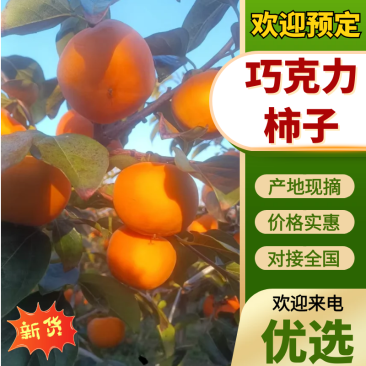 巧克力柿子/甜柿产地直发品质保证价格优惠诚信经营