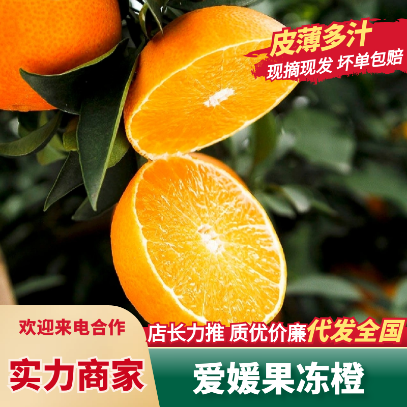 🅰爱媛橙四川爱媛果冻橙产地直发对接电商坏果包赔