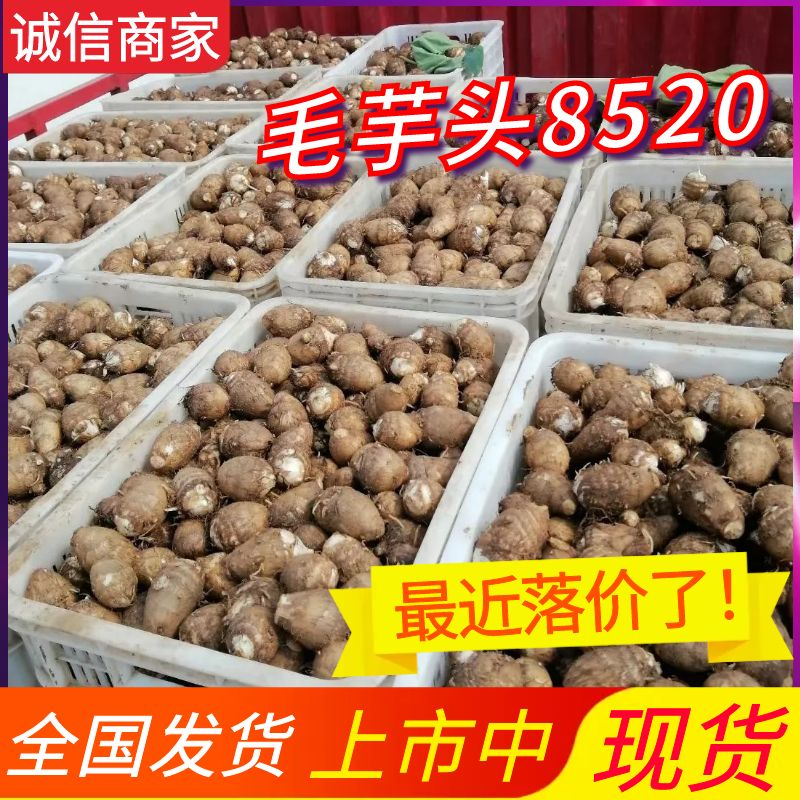 毛芋头/山东毛芋头/大小规格都有/常年供应提供一条龙服务
