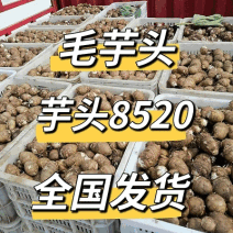 《精选》芋头8520/常年供应/一手货源规格全/全国代发